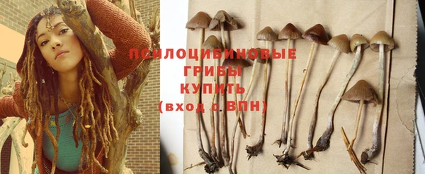 сатива Аркадак